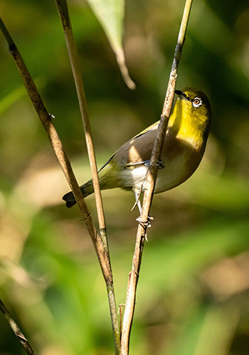 Bird watching on Valle di Comino
