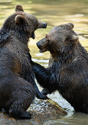 Marsican bears