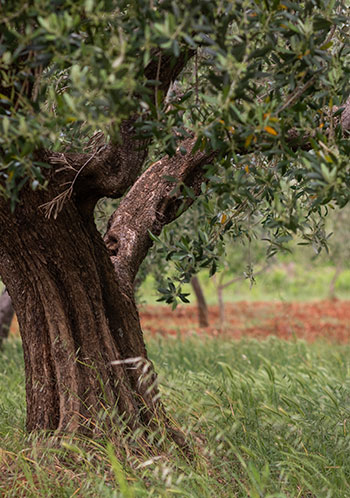 Olive groves