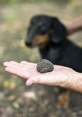 Truffle hunters