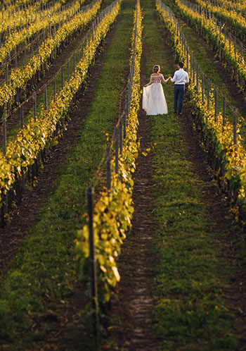 Vineyards